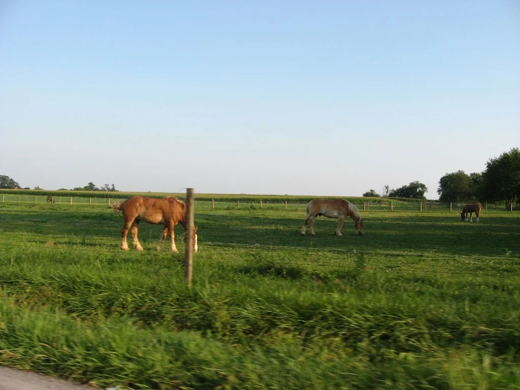 Clydesdale Horses, Pennsylvania Route 340 Near Intercourse, PA