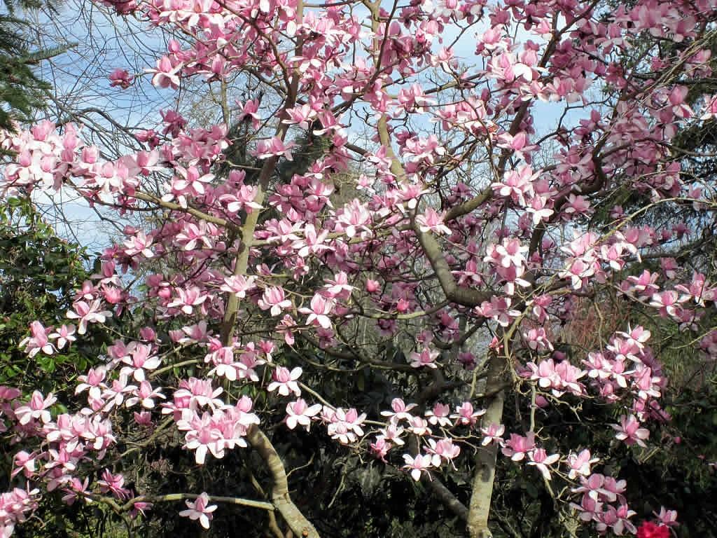 Magnolia Tree