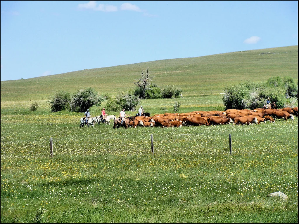 40318 Cattle Drive
