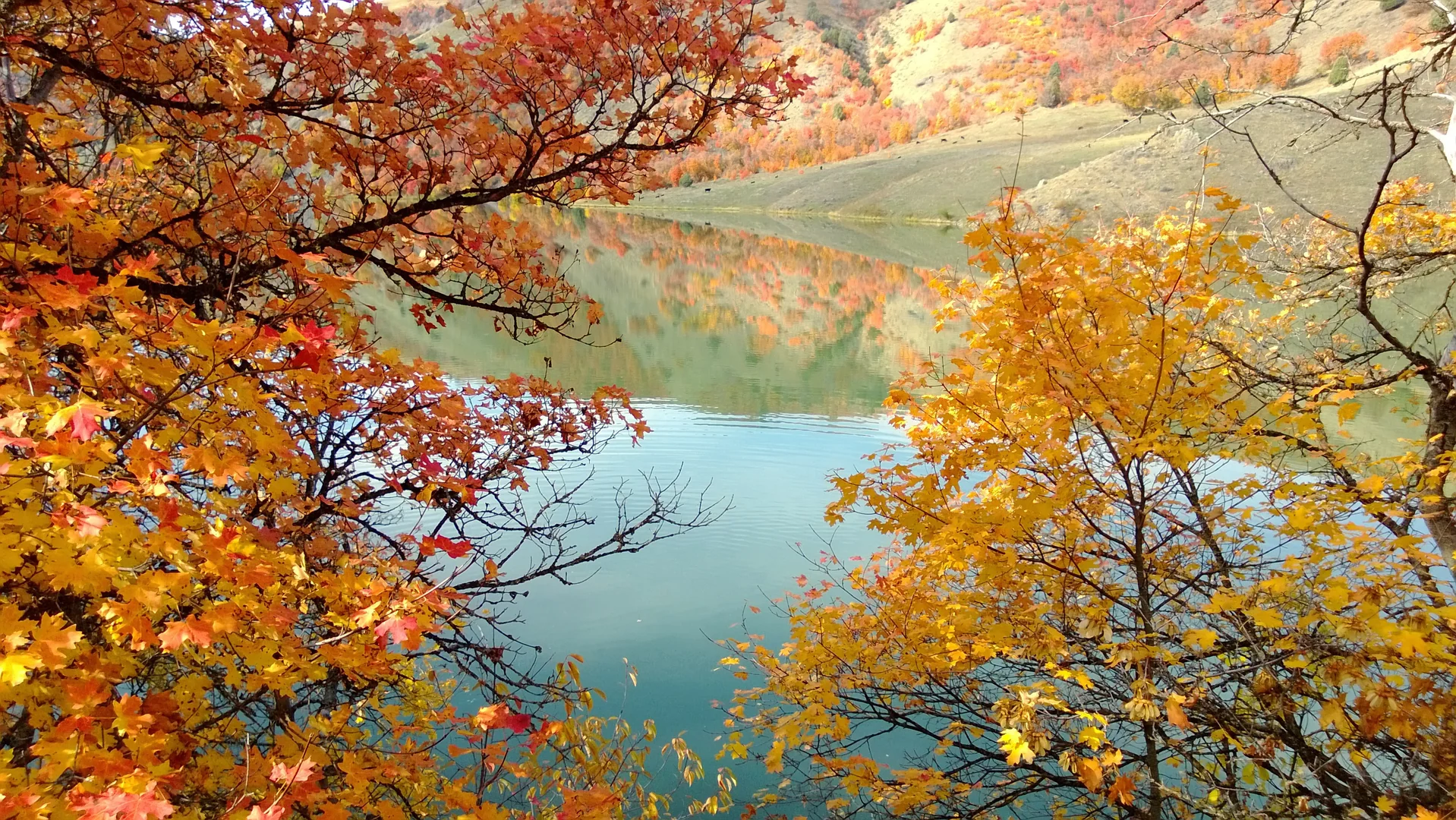 Autumn Trees in Idaho