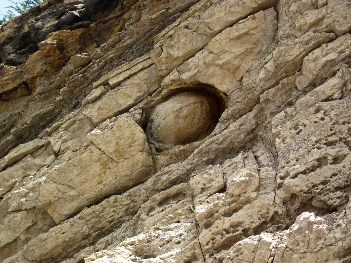 Concretion in the Dakota Sandstone (Lower Cretaceous) (Dinosaur Ridge, Colorado, USA)
