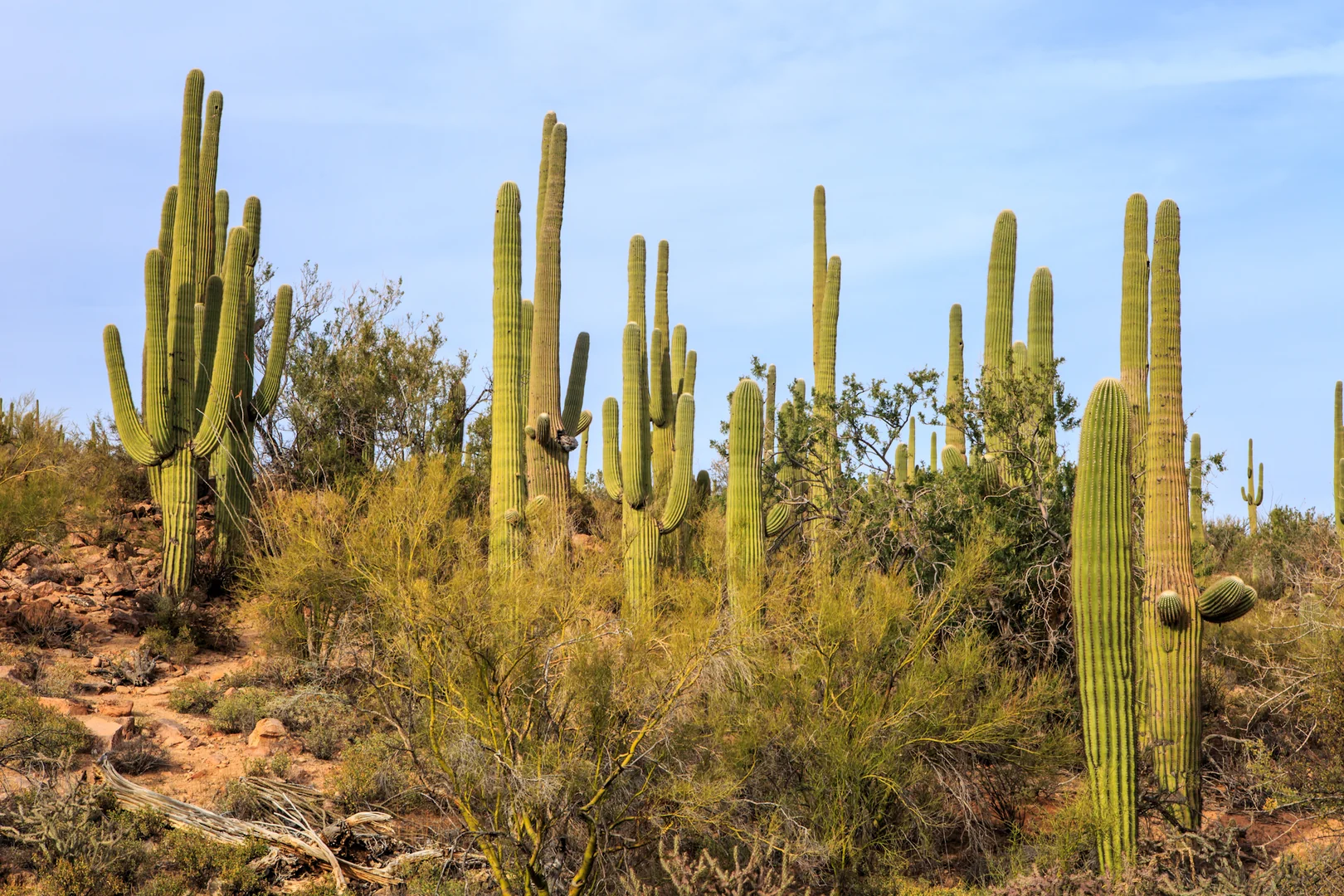 Saguaro National Park near Tucson Arizona (7334031850)