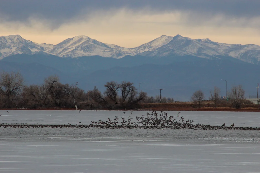 Bald Eagles hunting Canada Geese Barr Lake Colorado
