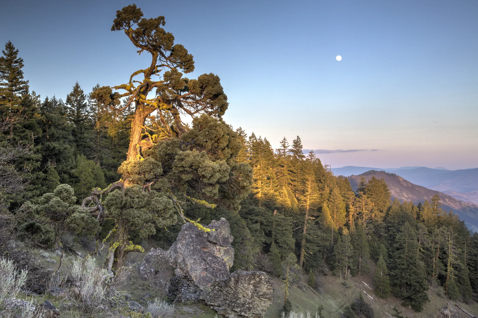Pacific Crest National Scenic Trail, Oregon (36345446360)
