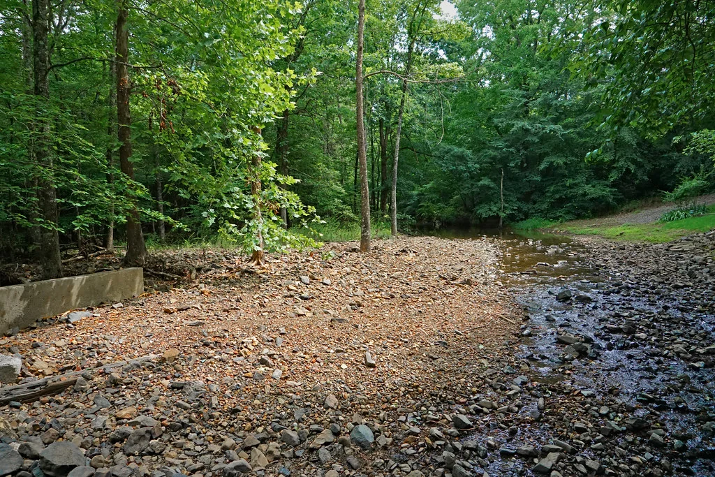 Arkansas woods